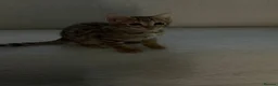 Bengal cats for sale: TICA registered bengal kittens  - Advert 5