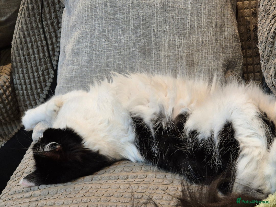 Mixed Breed cats for sale: Two cats to go to a good home - Advert 3