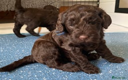 Schnoodle dogs for sale: F1 mega coated mini cross Schnoodles - Image 8