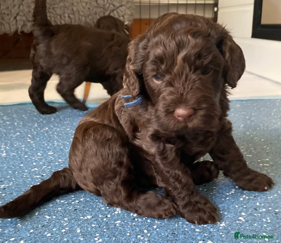 Schnoodle dogs for sale: F1 mega coated mini cross Schnoodles - Image 8