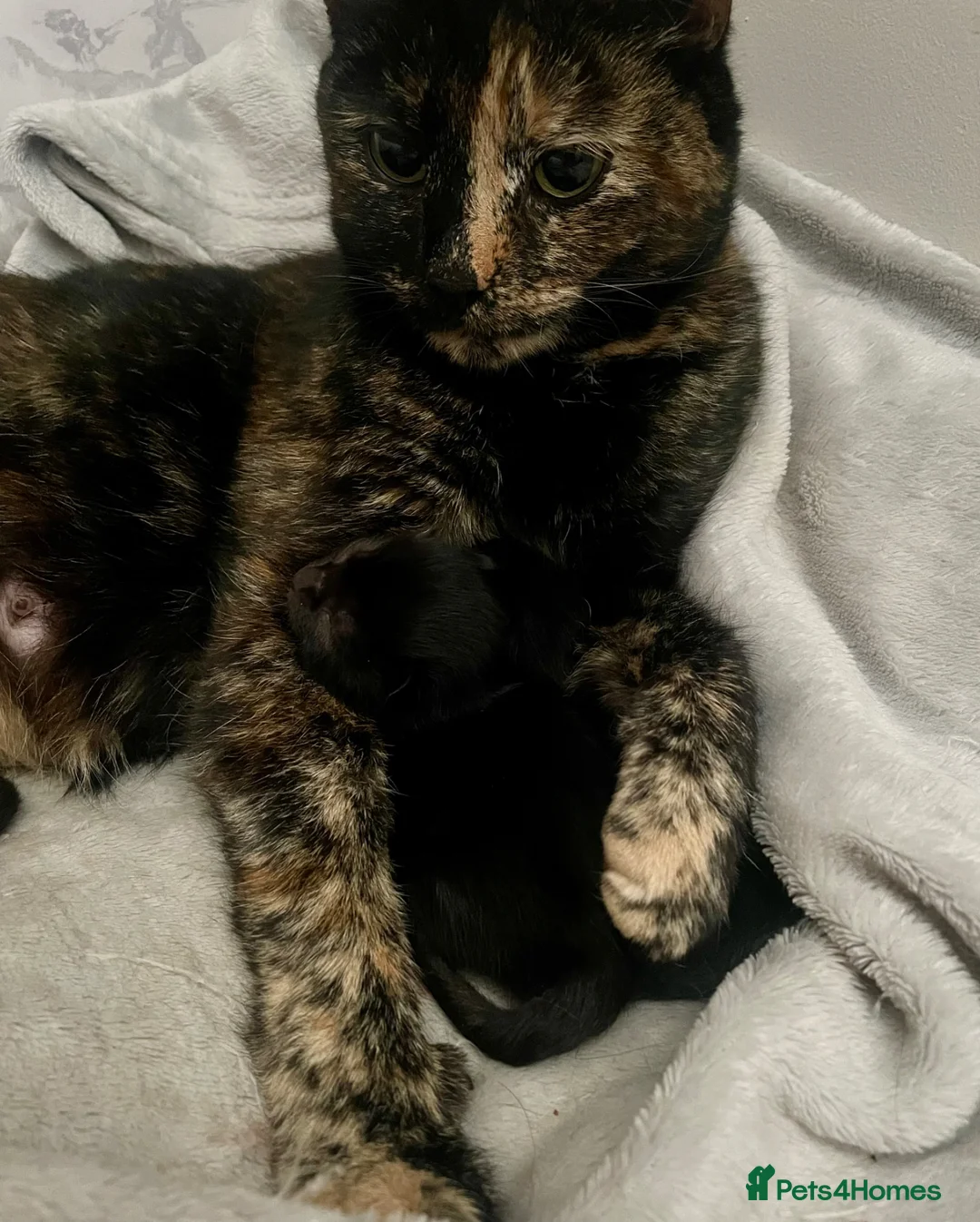 Mixed Breed cats for sale: 3 black mixed breed kittens ready 26th may - Advert 2