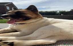 Akita dogs for sale: Akita for rehoming - Advert 5