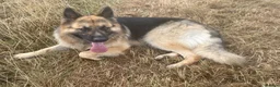 German Shepherd dogs for stud: Stunning big male German shepherd for stud  - Advert 2