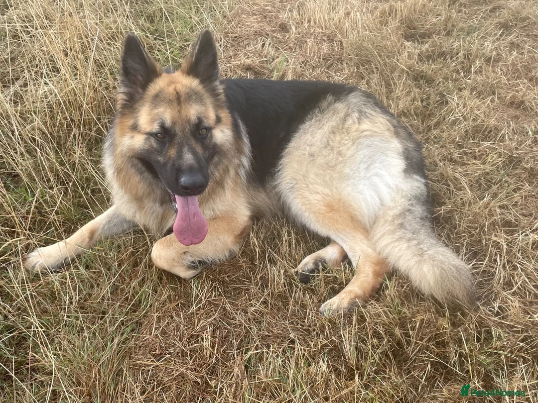 German Shepherd dogs for stud: Stunning big male German shepherd for stud  - Advert 2