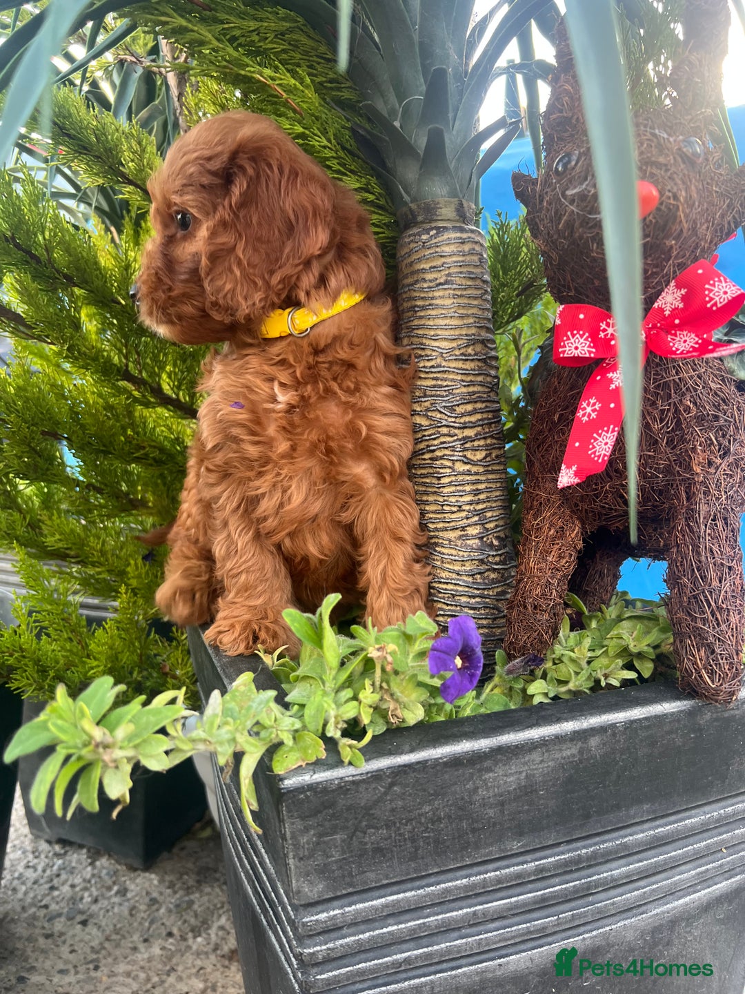 Cockapoo dogs for sale: LAST GIRL!!!!! F1 Cockapoo Puppies!!! - Advert 11