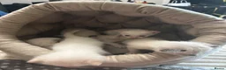 Ragamese cats for sale: Ragamese kittens for sale  in West Calder - Advert 3