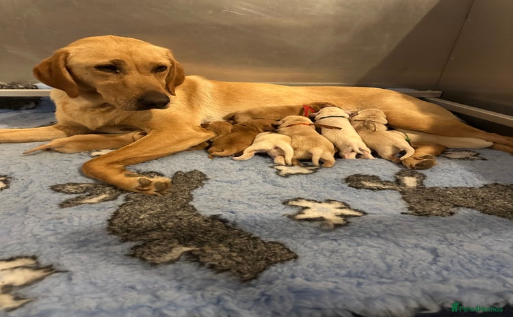 Labrador Retriever dogs - Advert 2