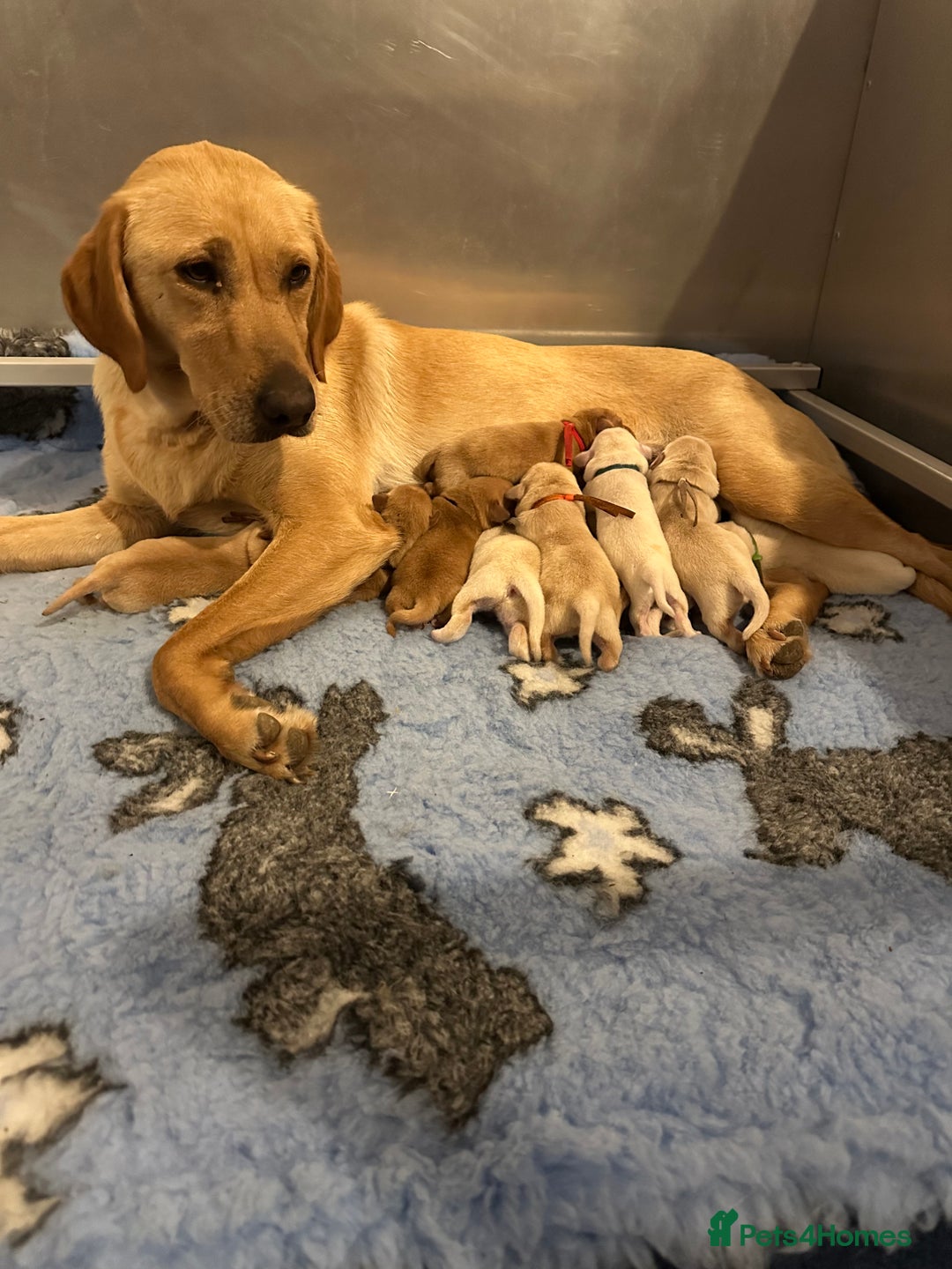 Labrador Retriever dogs for sale: Stunning Working bred yellow Labs Raised in home - Image 1