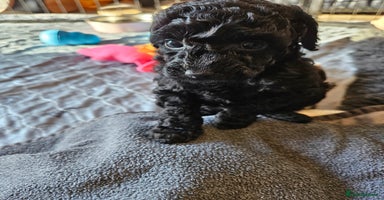 Miniature Poodle dogs Beautiful Health Tested Poodles - Advert 8