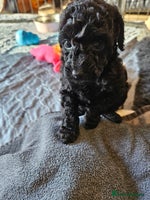 Miniature Poodle dogs Beautiful Health Tested Poodles - Advert 8