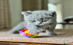 British Shorthair cats for sale: GORGEOUS Pedigree BSH Kittens from Show Breeder - Image 9