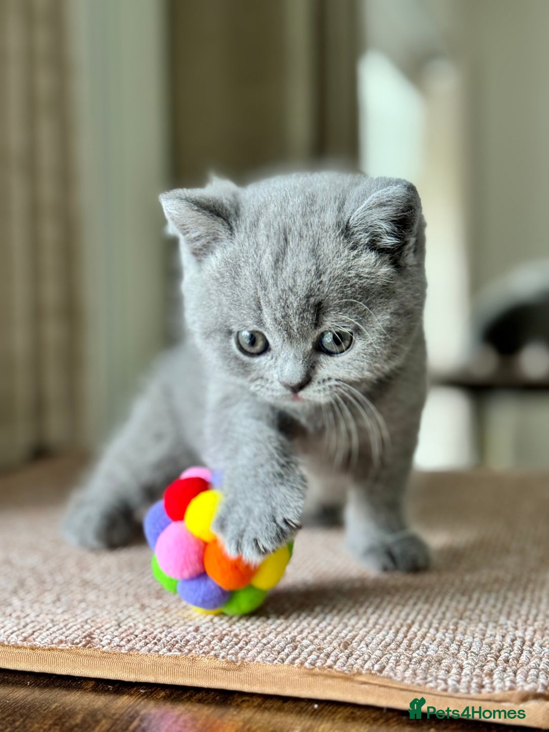 British Shorthair cats for sale: GORGEOUS Pedigree BSH Kittens from Show Breeder - Image 9