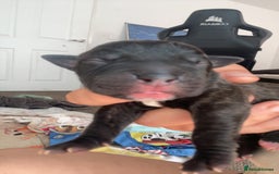 Mixed Breed dogs for sale: Presa canario cross cane corso pups - Image 10