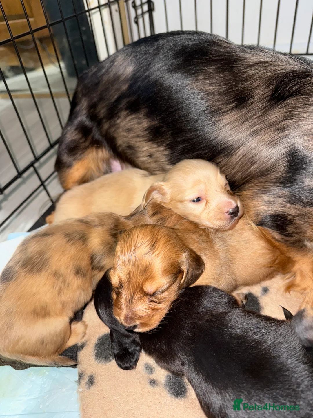 Miniature Dachshund dogs for sale: Miniature long haired dachshund Kc registered - Advert 1