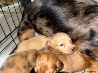 Miniature Dachshund dogs Miniature long haired dachshund Kc registered - Advert 11