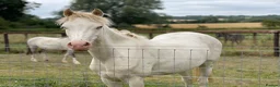Welsh Section B horses for sale: Beautiful Cremello Welsh B mare - Advert 5