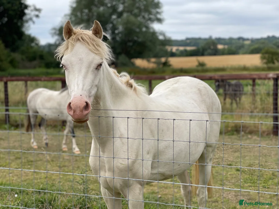 Welsh Section B horses for sale: Beautiful Cremello Welsh B mare - Advert 5