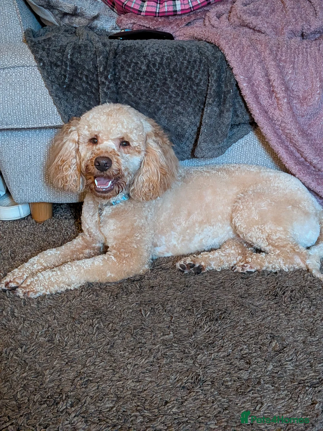 Cockapoo dogs for sale: Cockapoo in Callington - Advert 1
