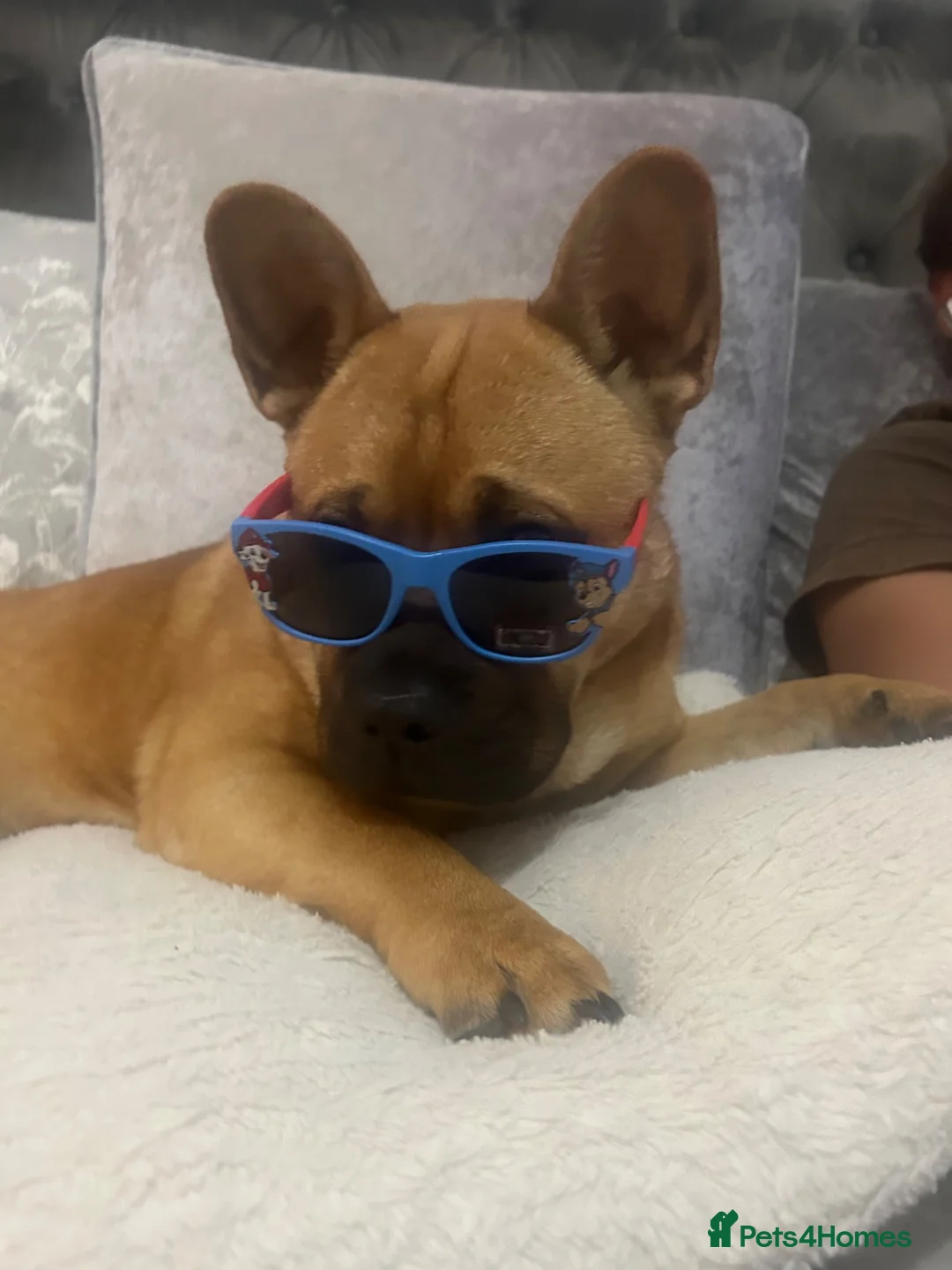 Mixed Breed dogs for sale: Stormi  - Advert 2