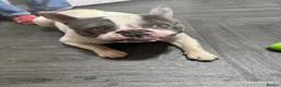 French Bulldog dogs for sale: French Bulldog  in Oldbury - Advert 7