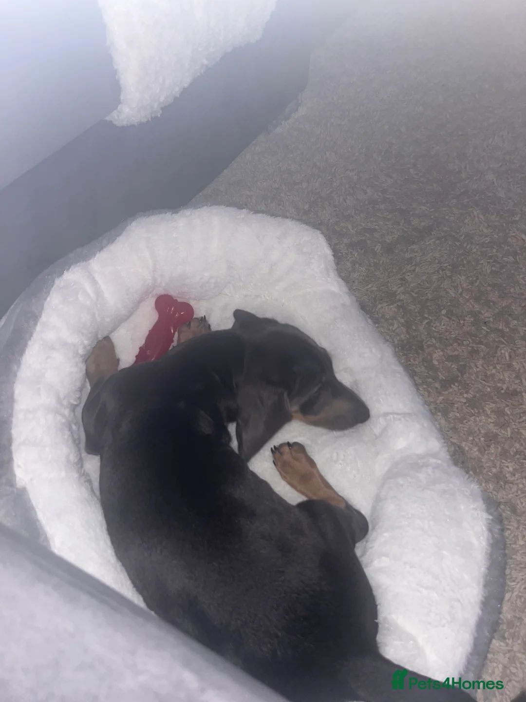 Dachshund dogs for sale: Sausage dog Blu  - Advert 8