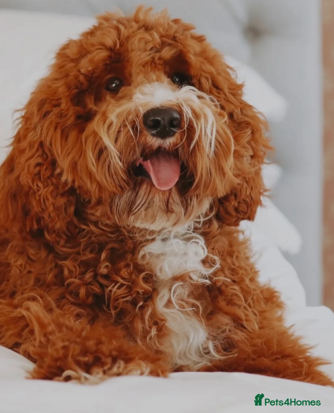 Australian Labradoodle dogs for sale: Miniature Australian Labradoodles Ready July  - Advert 3