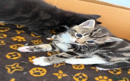 Mixed Breed cats for sale: Mixed Breed Grey and Tabby Kittens - Image 16