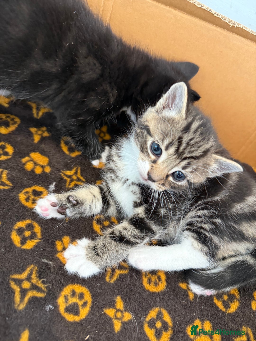 Mixed Breed cats for sale: Mixed Breed Grey and Tabby Kittens - Image 16