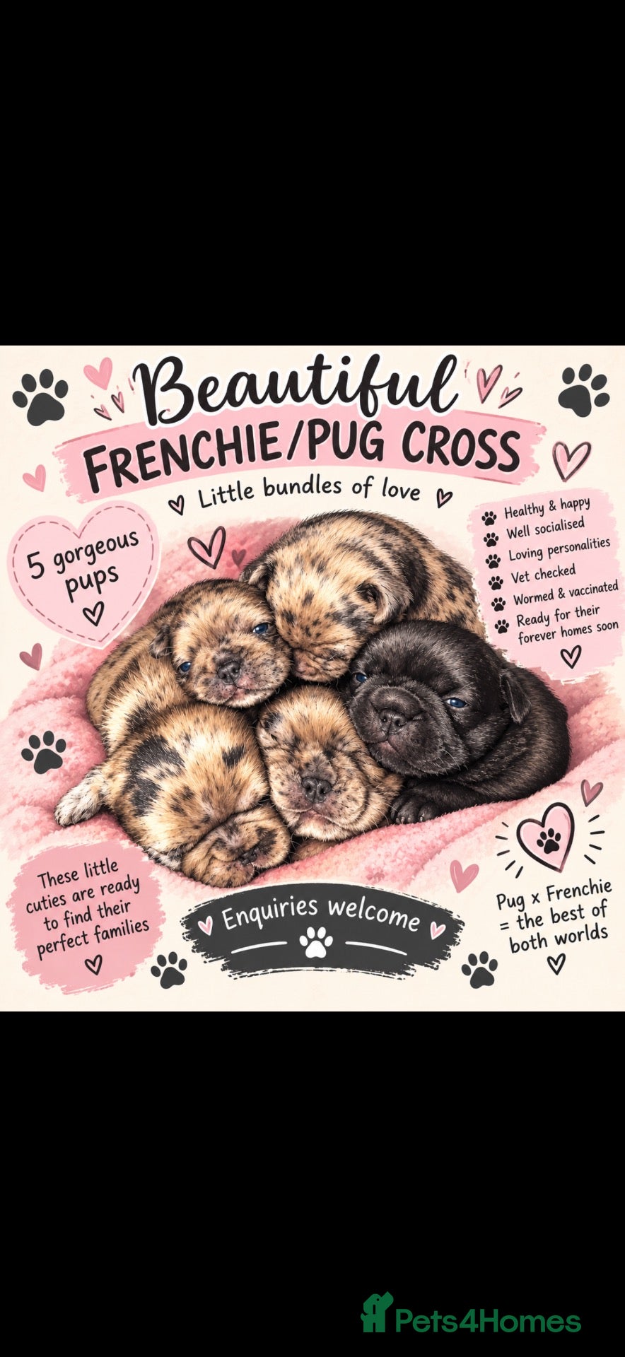 Frug dogs 🐾💕 BEAUTIFUL FRENCHIE X PUG PUPPIES 💕🐾 - Advert 9