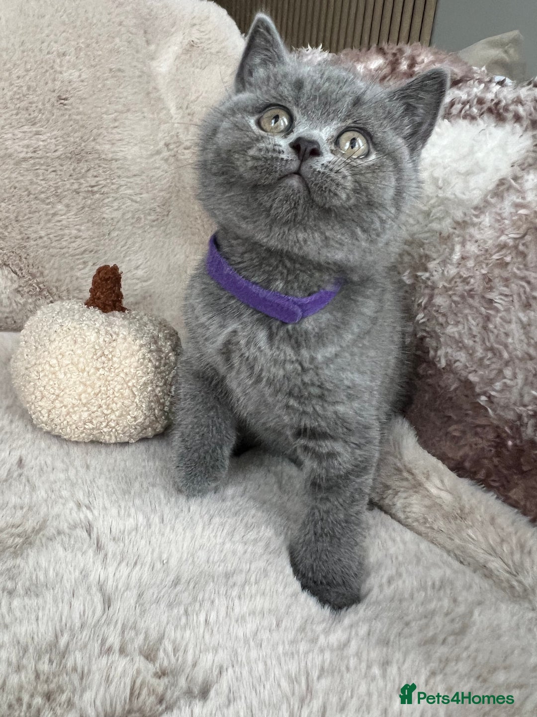 British Shorthair cats for sale: Beautiful British Shorthair  - Advert 4