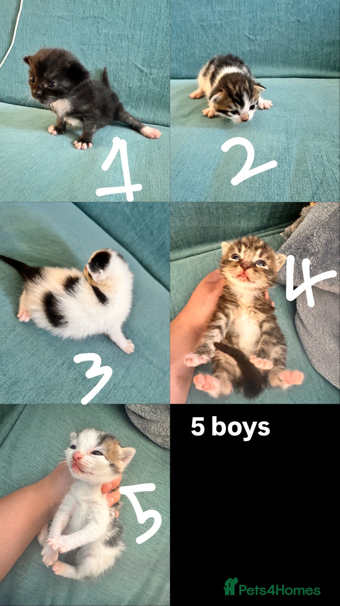 Mixed Breed cats 8 adorable kittens for sale - Advert 2