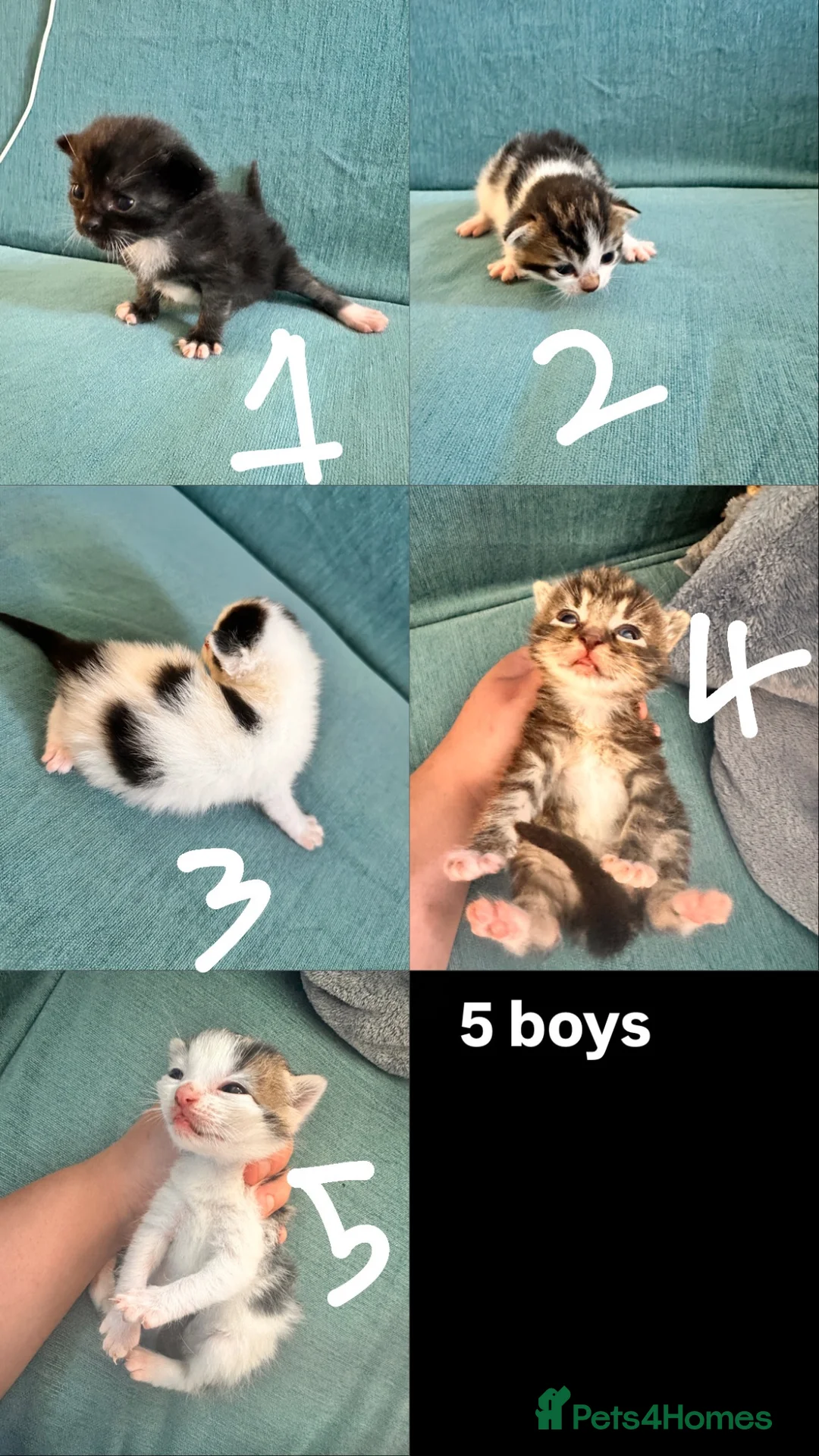 Mixed Breed cats for sale: 8 adorable kittens for sale in Hungerford - Advert 1
