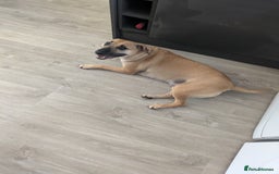 Mixed Breed dogs for sale: Owner passed away  - Image 6