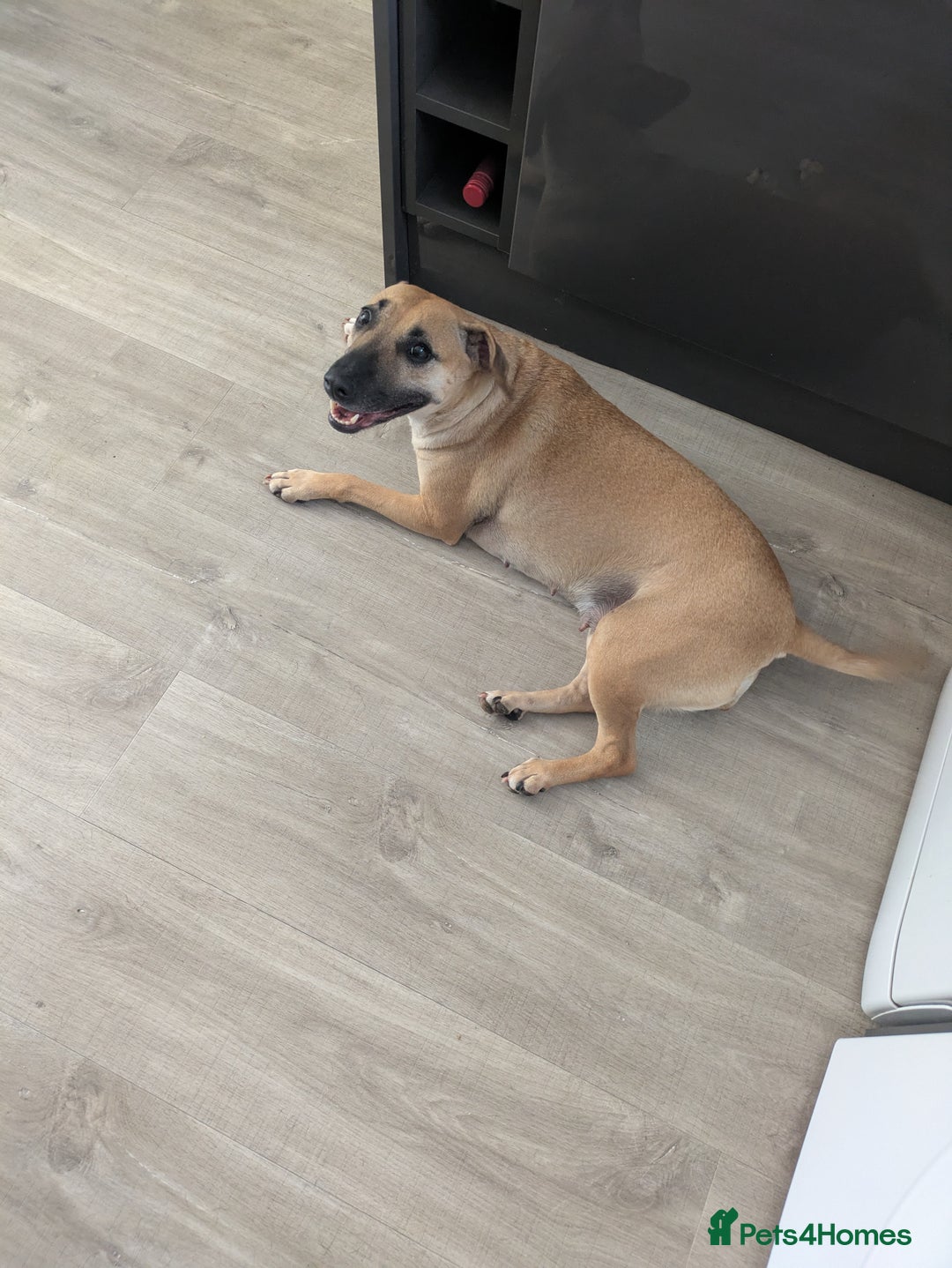 Mixed Breed dogs for sale: Owner passed away  - Image 6