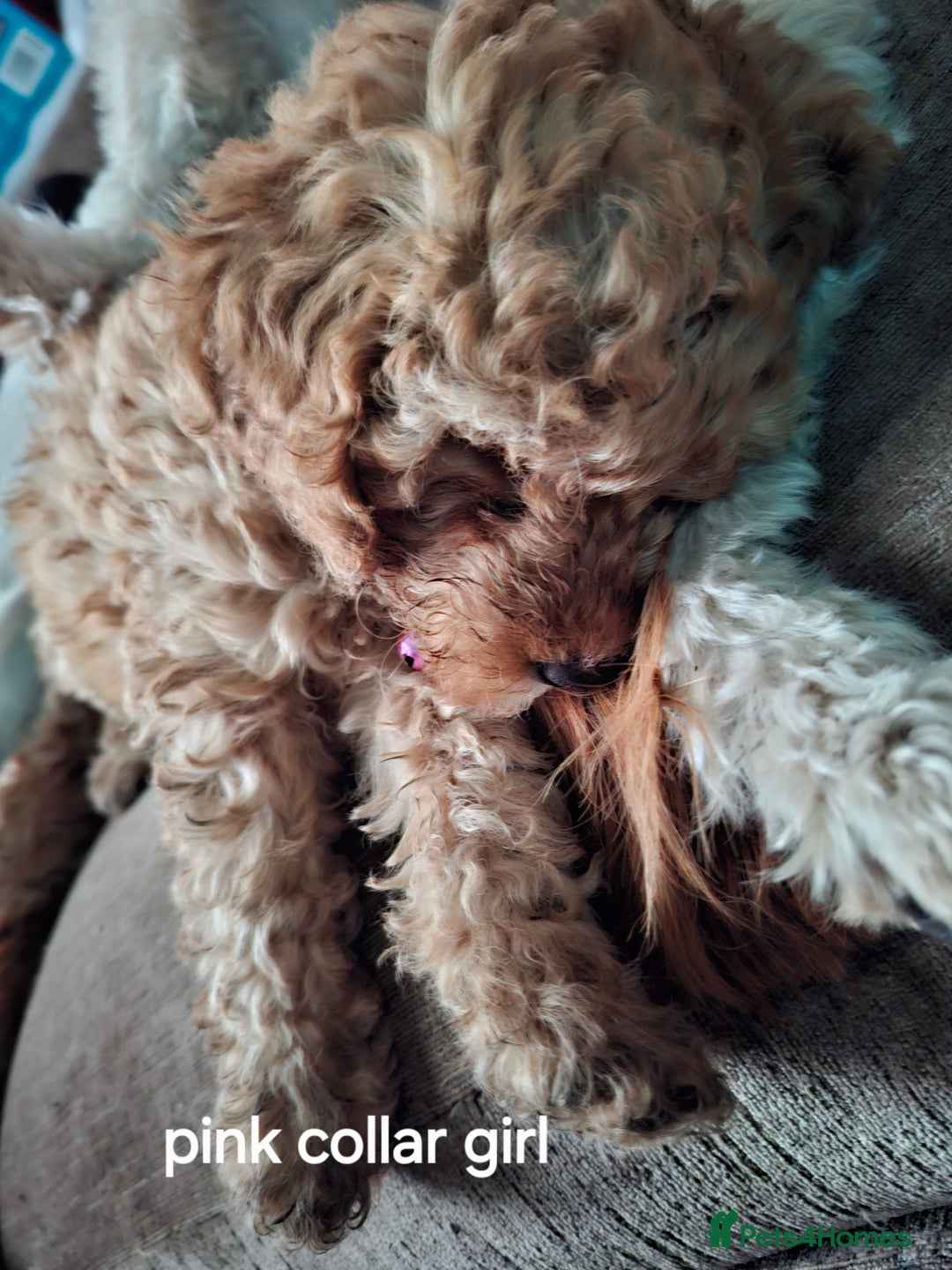 Cockapoo dogs for sale: The puppies are cockapoo  - Advert 8