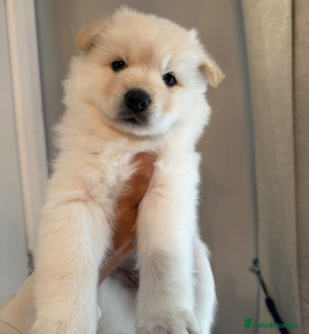 Pomsky dogs 🐾 REDUCED - F1 POMSKIES 🐾 - Advert 12