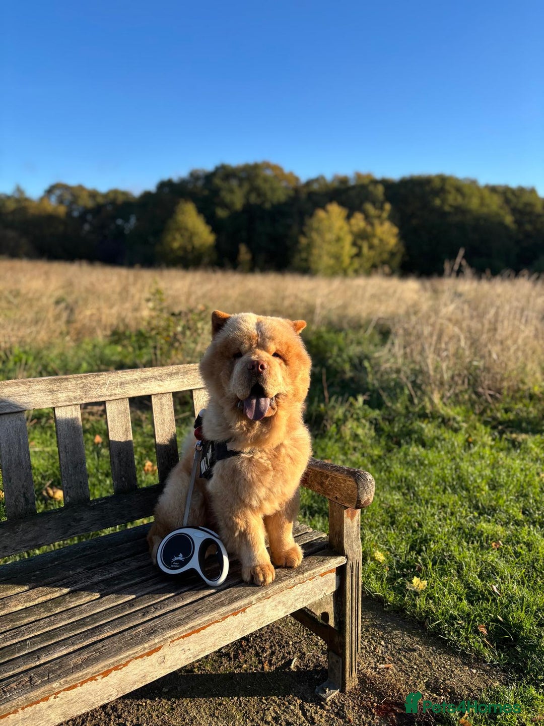Chow Chow dogs for stud: The most lovely Chow Chow for Stud - Advert 2