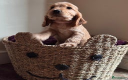 Cocker Spaniel dogs for sale: Golden show pedigree cocker spaniel - Image 3