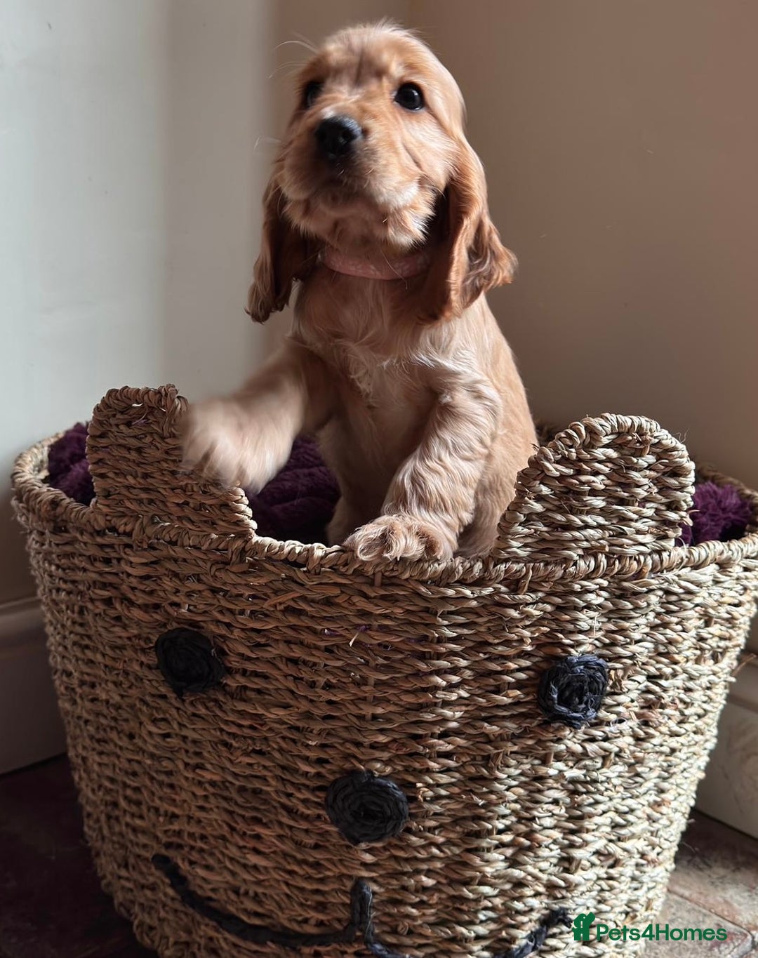 Cocker Spaniel dogs for sale: Golden show pedigree cocker spaniel - Image 3