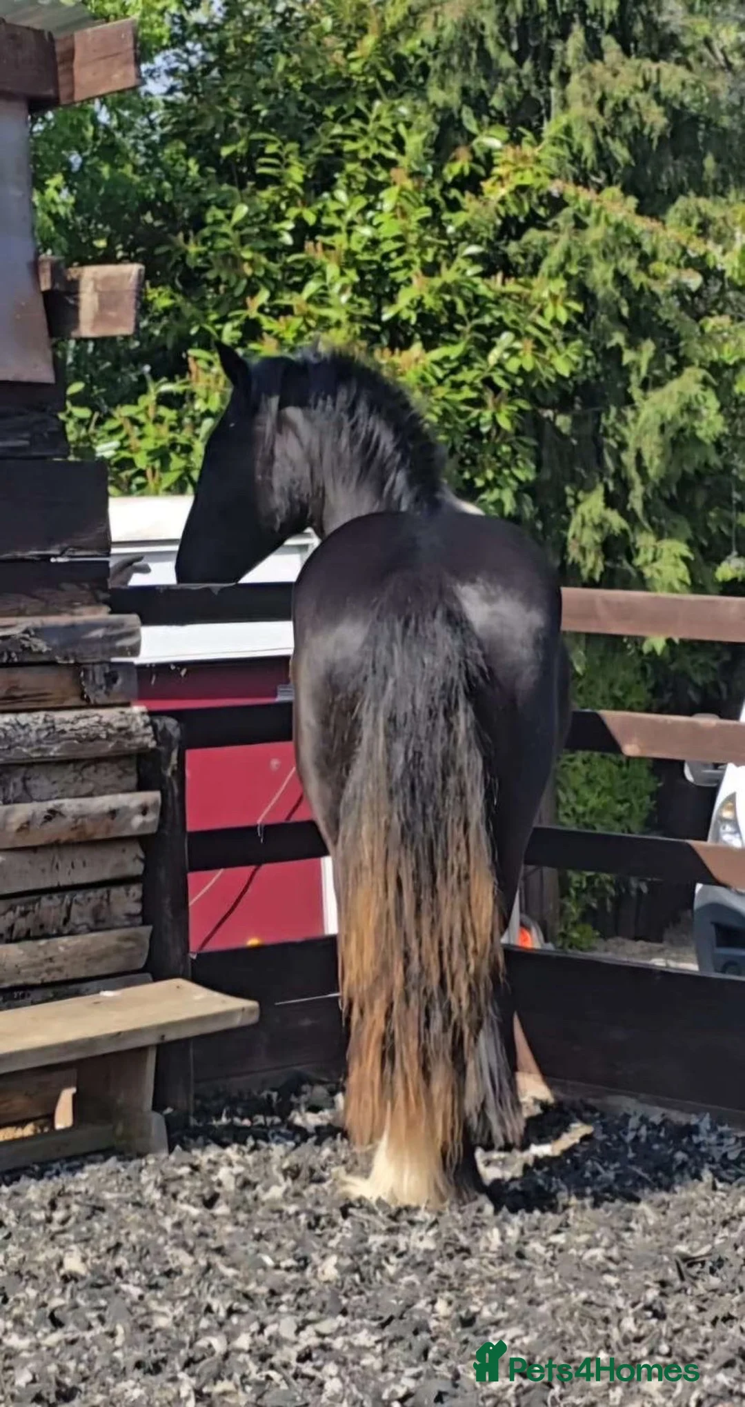 Shire horses for sale: 🌸 For sale - Princess 🌸 - Advert 1