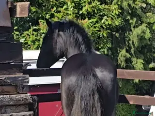 Shire horses 🌸 For sale - Princess 🌸 - Advert 14