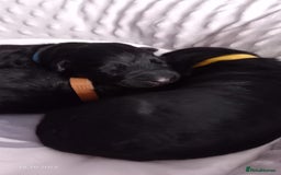 German Shepherd dogs for sale: Excellent Long-Haired German Shepherd Puppies. KC. - Image 25