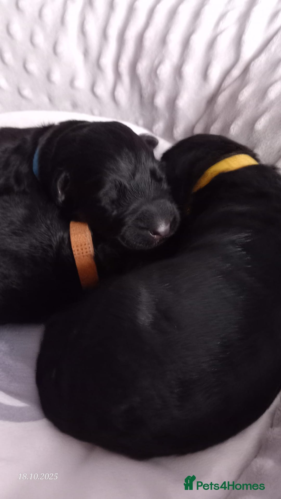 German Shepherd dogs for sale: Excellent Long-Haired German Shepherd Puppies. KC. - Image 25