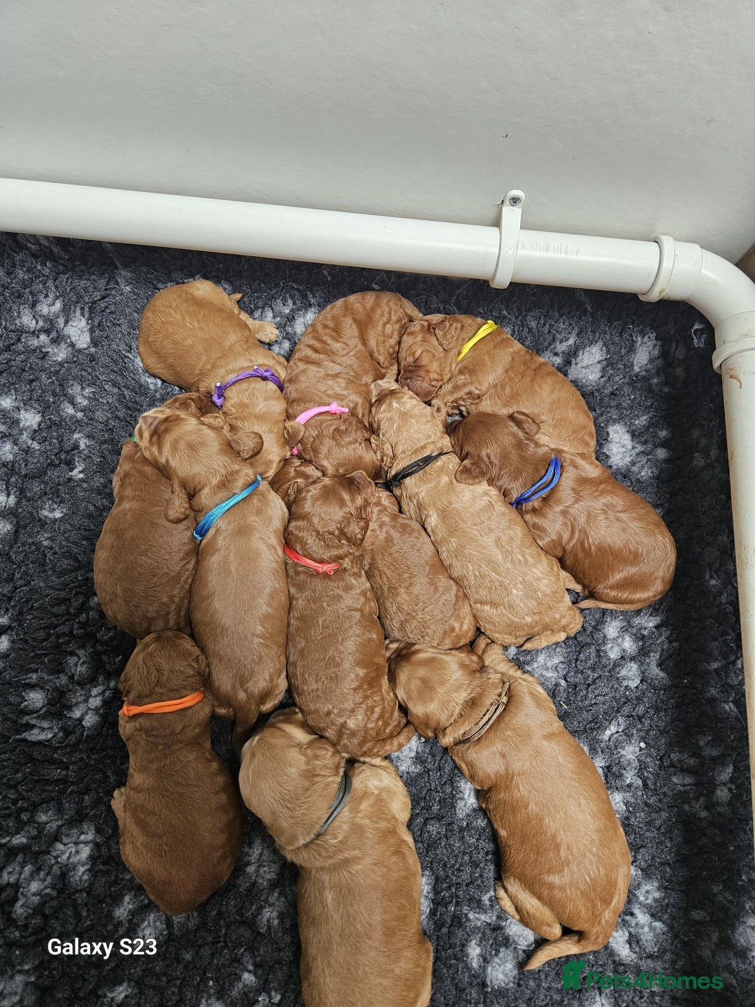 Cockapoo dogs for sale: FULLY HEALTH TESTED FOX RED MINIATURE COCKAPOOS - Image 9