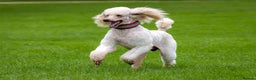 Standard Poodle dogs for stud: SUPERB KC HEALTH TESTED STANDARD POODLE.. in Newport - Advert 2