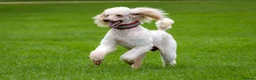 Standard Poodle dogs for stud: SUPERB KC HEALTH TESTED STANDARD POODLE.. in Newport - Advert 2