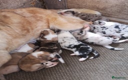 Border Collie dogs for sale: Collie puppies blue Merle and red Merle  - Image 5