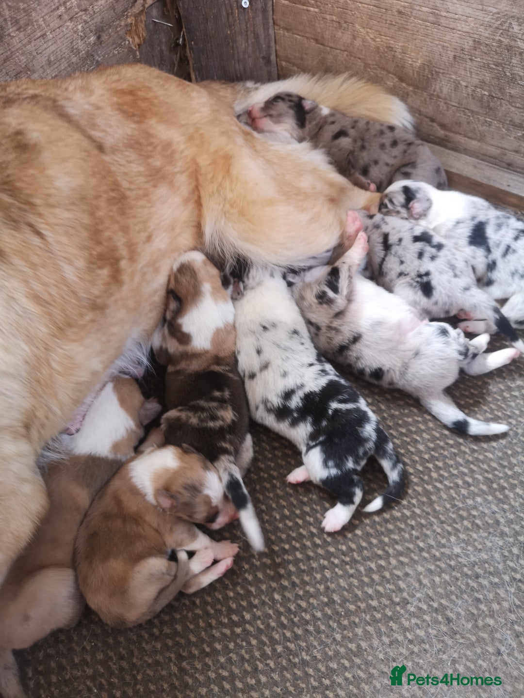 Border Collie dogs for sale: Collie puppies blue Merle and red Merle  - Image 5