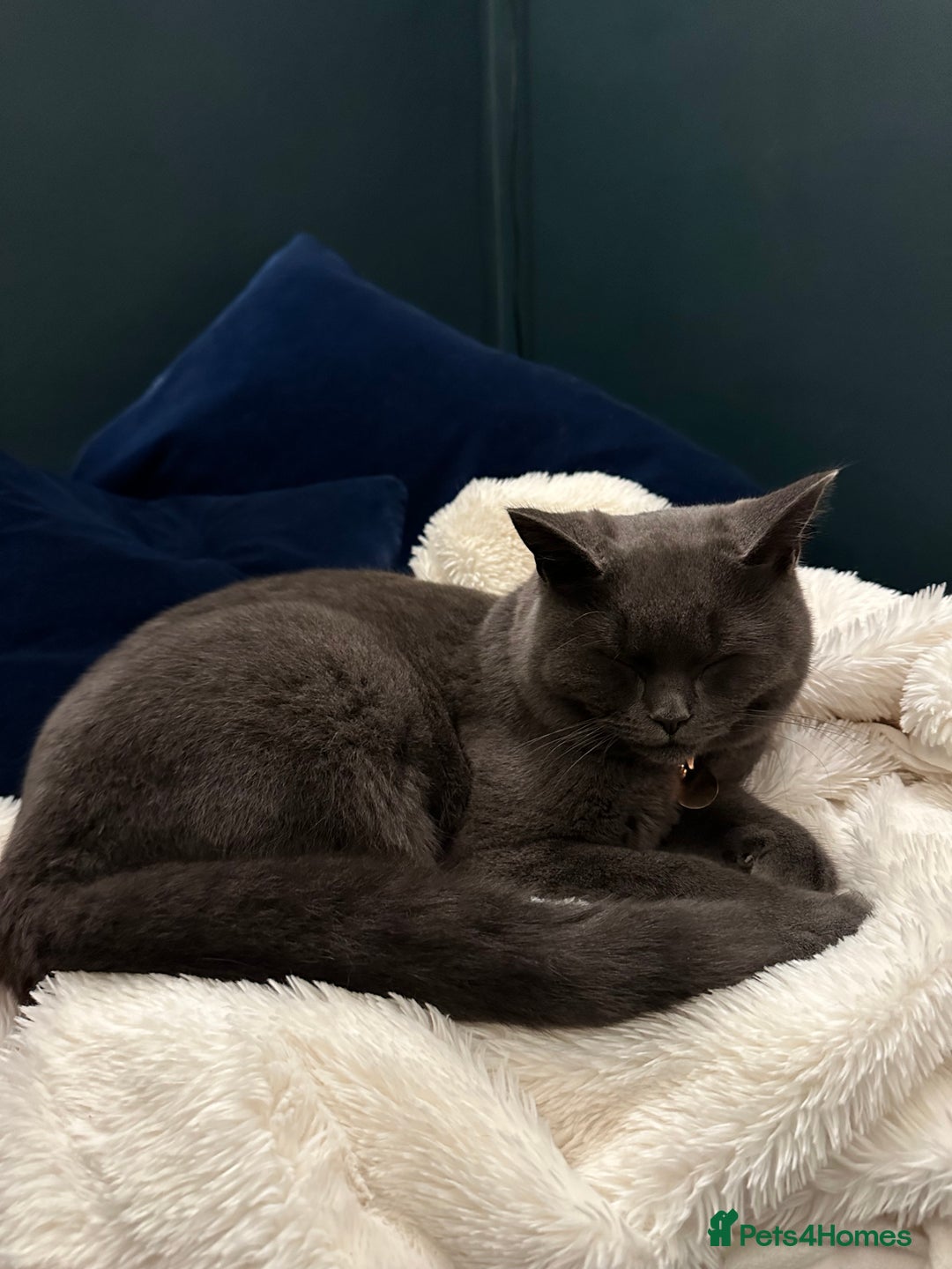 British Shorthair cats for sale: Female Blue British Shorthair 2 years old  - Advert 7