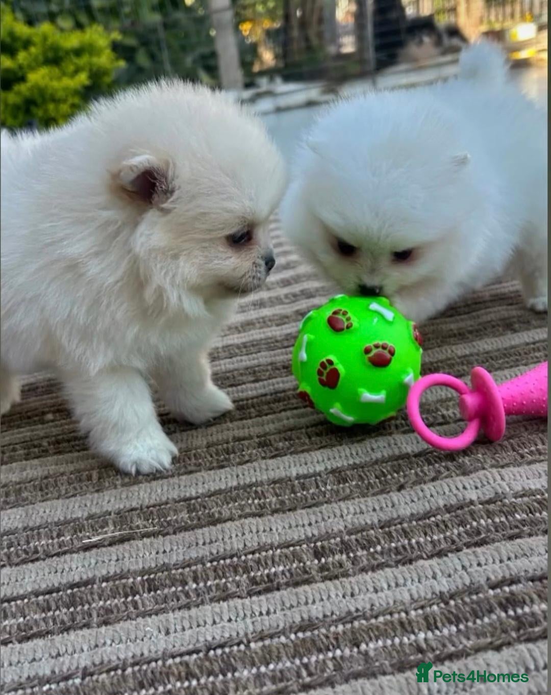Pomeranian dogs Beautiful Sweetheart Pure Pomeranian pups for sale - Advert 7